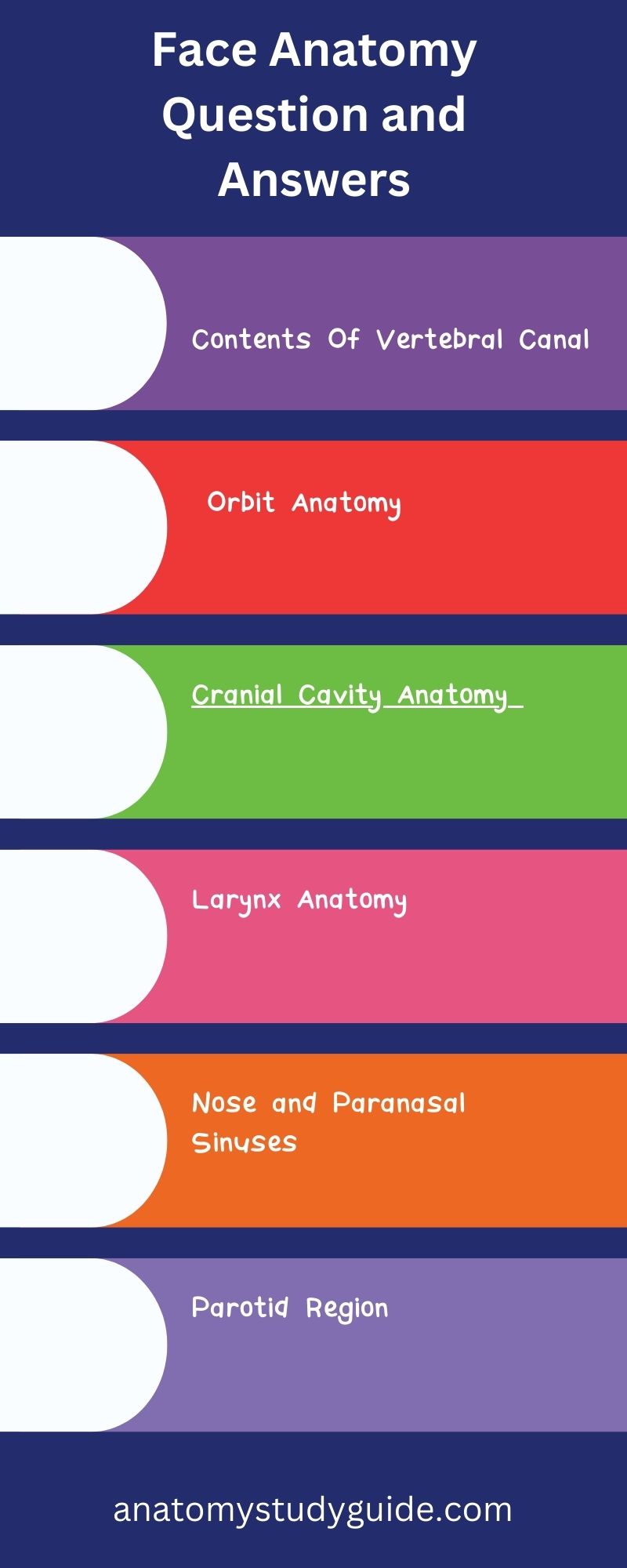 Face Anatomy Question and Answers