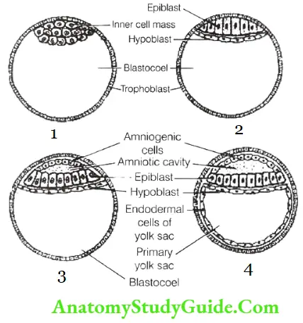 Formation of Germ Layers Formation of Different Yolk sac