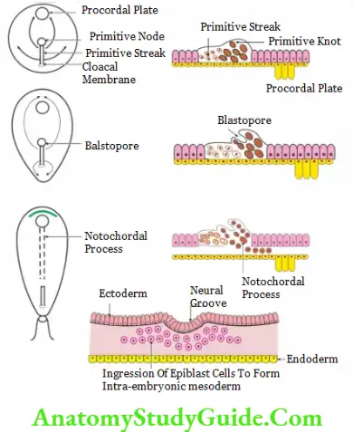 Formation of Germ Layers Formation of the Primitive Streak