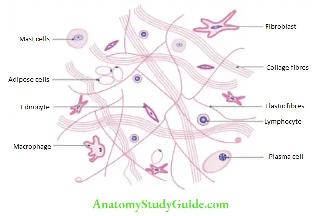 General Anatomy Lymphoid Tissue Loose Areloar Connective Tissue