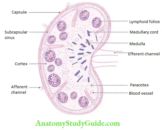 General Anatomy Lymphoid Tissue Lymphnode