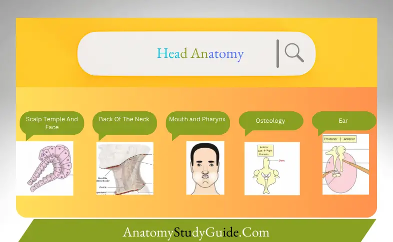 Head Anatomy