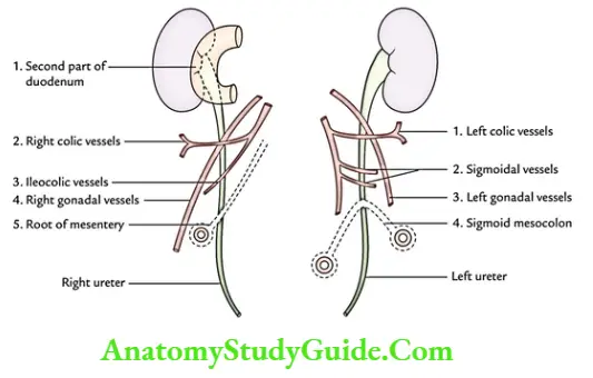 Kidney And Ureter Posterior of Abdominal part of right ureter