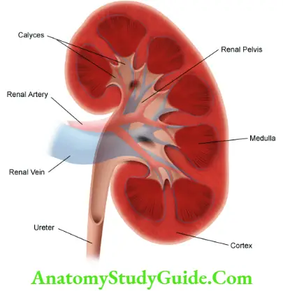 Kidney And Ureter Right Kidney