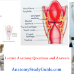 Larynx Anatomy Questions and Answers