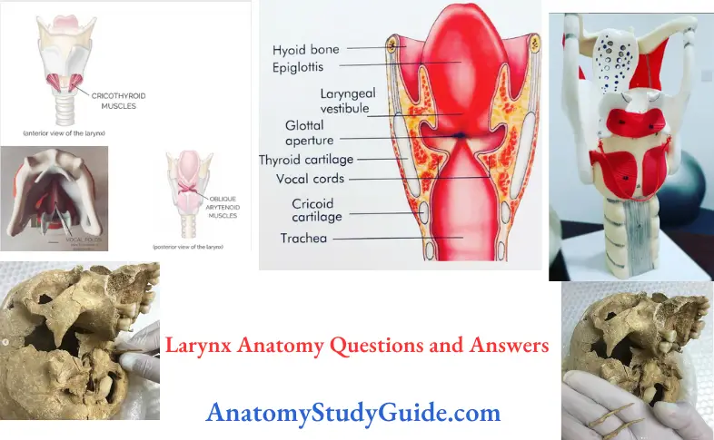 Larynx Anatomy Questions and Answers