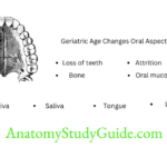 Lasers In Complete Denture Geriatric age changes Oral Aspects Of Aging