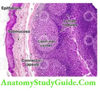 Mouth and Pharynx Histology of palatine tonsil