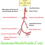 Muscles Of The Anterior Forearm Branches Of Right Radial Artery