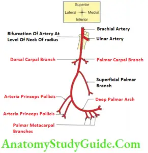 Ulnar Artery Anatomy - Anatomy Study Guide