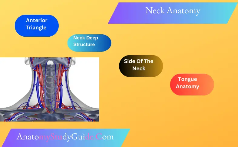 Neck Anatomy