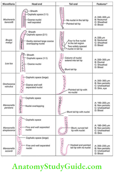 Nematodes Comparison of microfilariae of various filarial worms