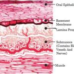 Oral mucous membrane organization of the oral mucosa