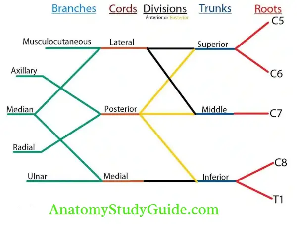 The Axilla Region Roots, Trunks, Divisions, Cords And Branches Of Brachial Plexus