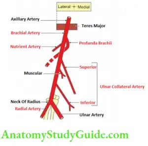 Arm Muscles Attachments And Actions Of Biceps Brachii Upper Limb ...