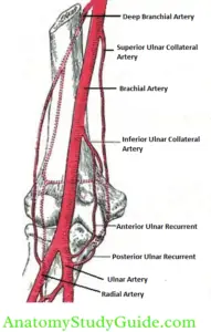 Arm Muscles Attachments And Actions Of Biceps Brachii Upper Limb ...