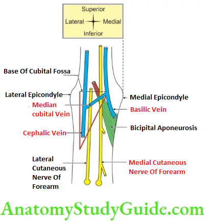 Upper Limb Arm Muscles Root Of The Cubital Fossa