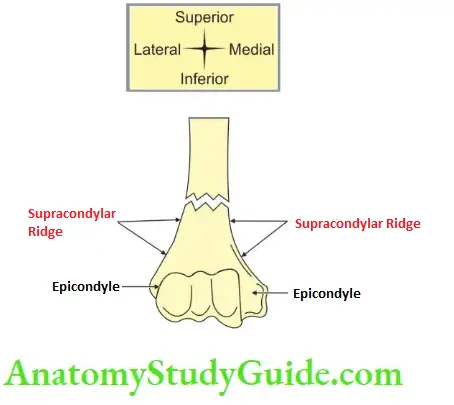 Upper Limb Arm Muscles Supracondylar Fracture