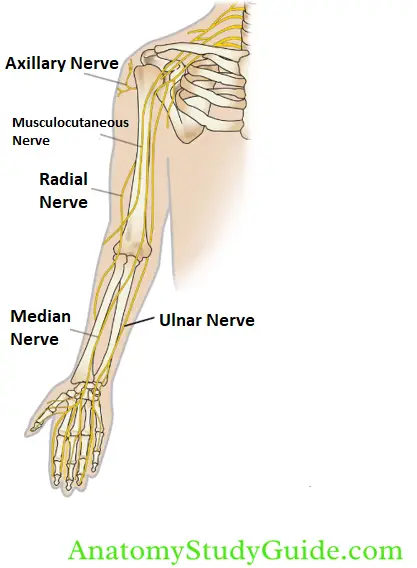 Arm Muscles Attachments And Actions Of Biceps Brachii Upper Limb ...