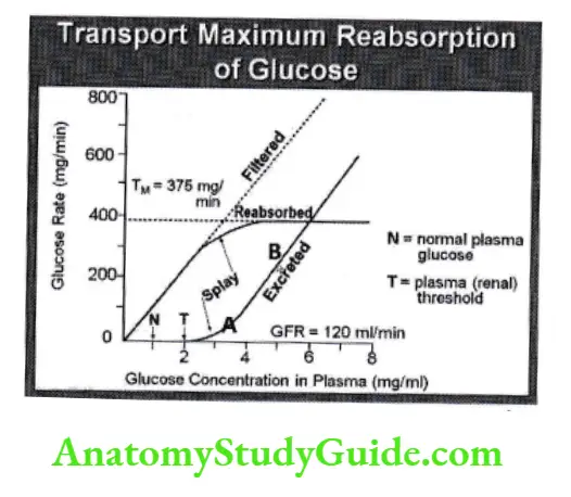 Glucose plasma concentration and rate of glucose excretion