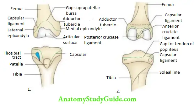 Joints of the lower limb Attachment of the capsular ligament.