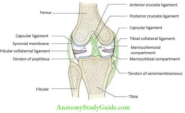 Joints of the lower limb Collateral and cruciate ligaments of the knee joint as seen in coronal section.