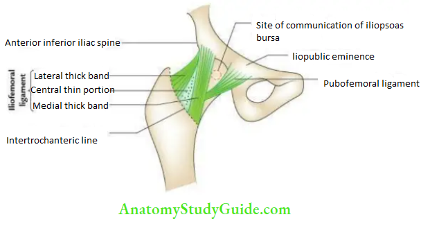 Joints of the lower limb Ligaments providing stability to the hip joint.
