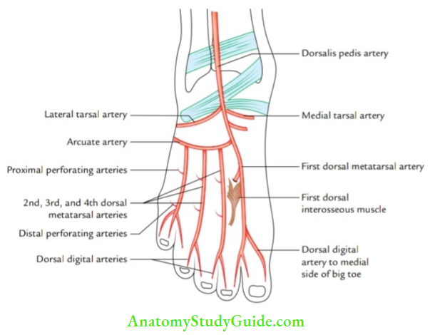 Leg and foot Dorsalis pedis artery.