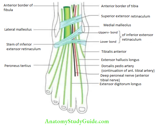 Leg and foot Extensor retinacula of the ankle.