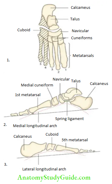 Leg and foot Longitudinal arches of the foot