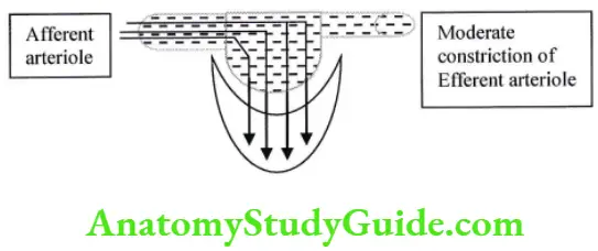 Moderate increase in efferent arteriolar resistance