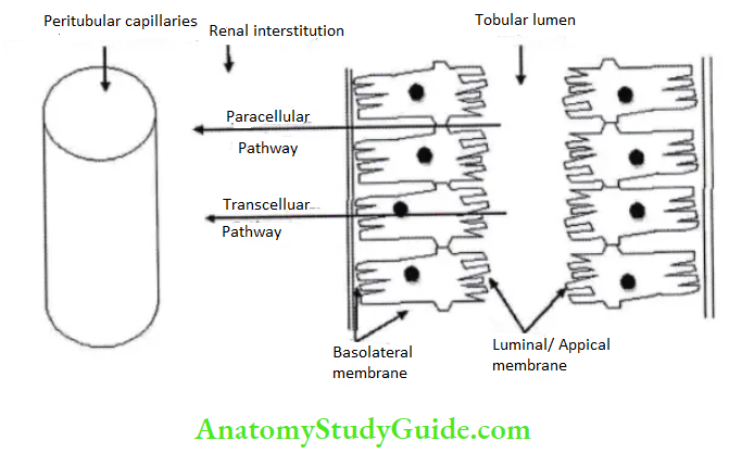 Renal Physiology Mechanism Of Urine Formation Diagram showing pathway for solute transport