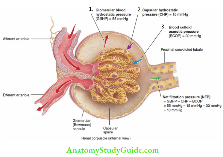 Renal Physiology Mechanism Of Urine Formation Glomerular filtration