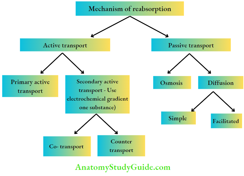 Renal Physiology Mechanism Of Urine Formation Mechanism of reabsorption and secretion