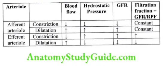 Renal Physiology Renal Blood Flow Effect of afferent and efferent arteriolar constriction on blood flow hydrostatic pressure, GFR and filtration fraction