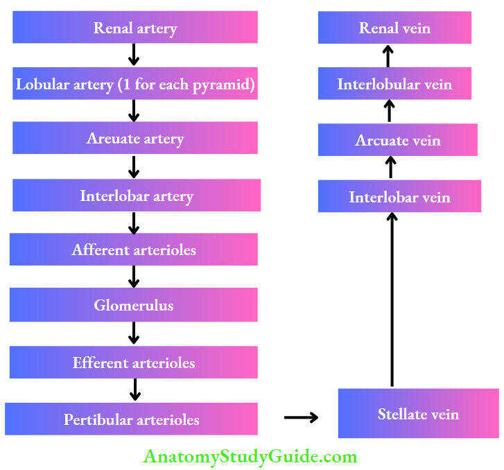 Renal Physiology Renal Blood Showing arterial and venous blood flow of kidney