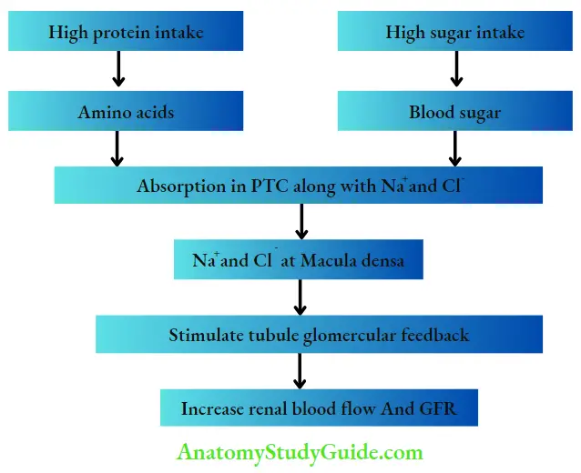 Renal Physiology Renal Blood Showing effect of diet on GFR