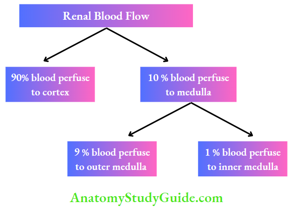 Renal Physiology Renal Blood Shows distribution of blood flow