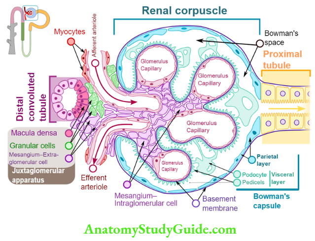 Renal Physiology Structure And Function Of Kidney Diagram showing Juxtaglomerular apparatus