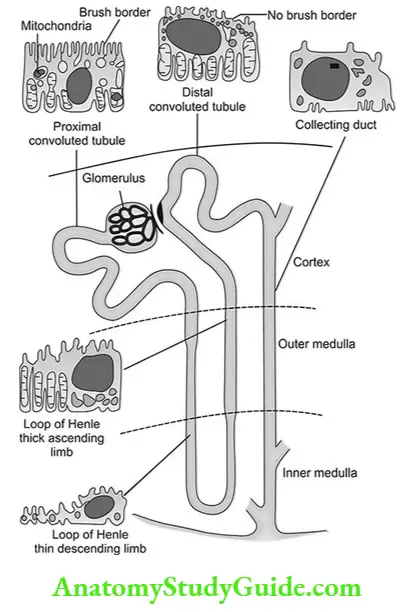 Renal Physiology Structure And Function Of Kidney Diagram showing endothelial cell of Proximal convoluted tubule