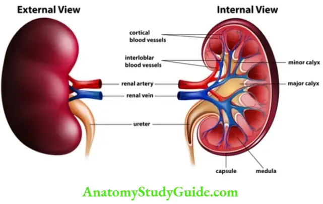 Renal Physiology Structure And Function Of Kidney Diagram showing kidney