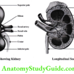 Renal Physiology Structure And Function Of Kidney Diagram showing kidney