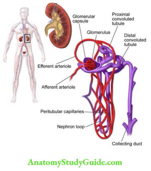 Renal Physiology Structure And Function Of Kidney Diagram showing structure of Nephron