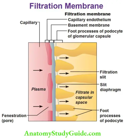 Renal Physiology Structure And Function Of Kidney Filtration Membrane