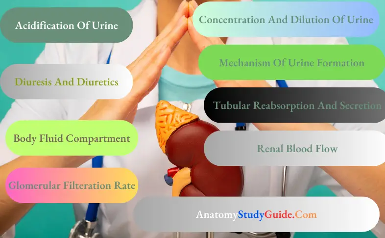 Renal Physiology
