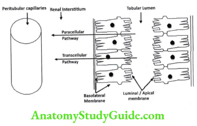 Transport pathways of tubular reabsorption and secretion