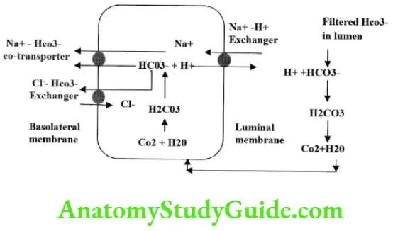 Absorption of Hco in early part of nephron