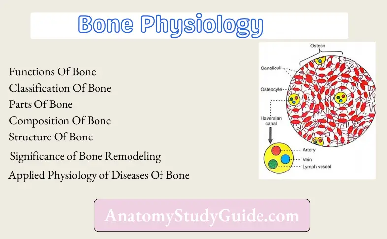 Bone Physiology Notes