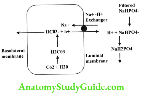 Buffering of H by filtered phosphate