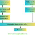 Control of urination by higher centers and abdominal muscles